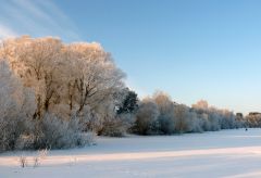 Деревья в инее