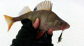 Толстячок. Рыбалка 19 декабря 2015 г