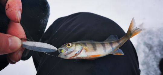 Рыбалка 26.12.2020