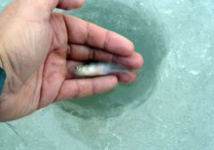 Поймал-отпусти!