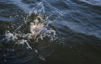 Шнур на выгуле