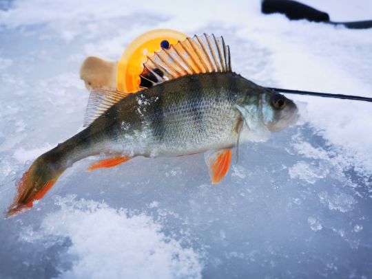 Открытие сезона 05.12.2020 Окунек