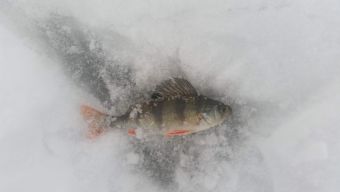 Рыбалка 2018-01-03