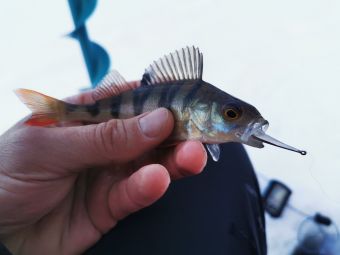 Рыбалка 2020-02-16