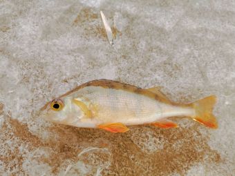 Первый лед 24 ноября 2019 Первый окунь