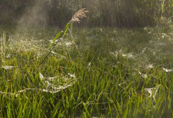 Паутинки на заре