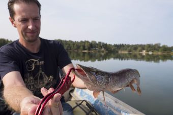 Рыбалка 1-2 сентября 2018