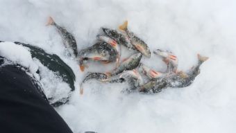 Зима, холода, окунечки из-подо льда