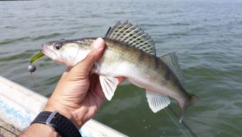 Рыбалка 28.07.2018 наносудак 26 грамм