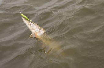 Савамура 0.3 дюйма и щука