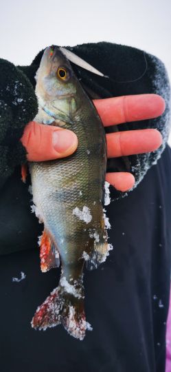 Рыбалка 26.12.2020