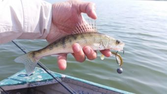 Рыбалка 1-2 сентября 2018 судачок