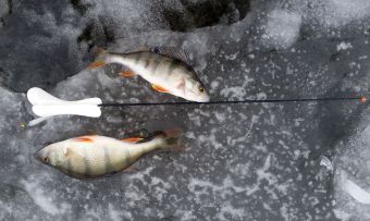 Парочка и удочка. Рыбалка 19 декабря 2015 г