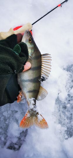 Рыбалка 26.12.2020
