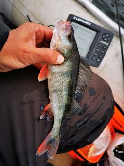 Окунек (Рыбалка с 14 по 19 сентября 2020)