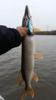 Обама, подарок Покера, первая рыба на его счету (жить ему оставалось совсем не долго)