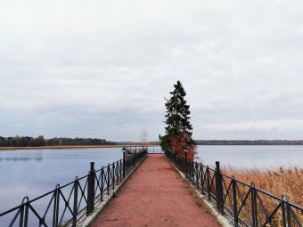 Туса 2020, Пихта