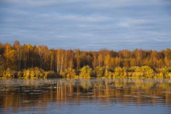 Яркий осенний лес в закатном солнце