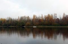 Троллингисты румяные