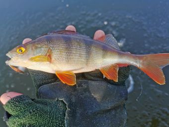 Первый лед 24 ноября 2019