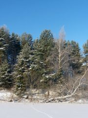 Деревья в инее