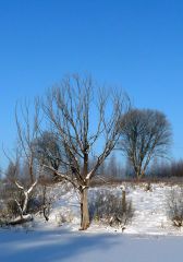 Деревья в инее