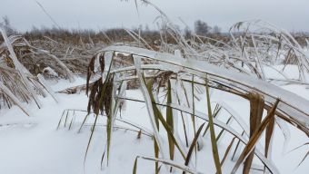 Троста после ледяного дождя