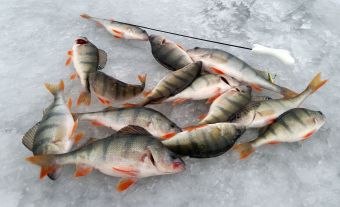 Окунечки. Рыбалка 19 декабря 2015 г