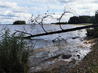 Деревце (Рыбалка с 14 по 19 сентября 2020)