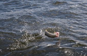 Шнур на выгуле