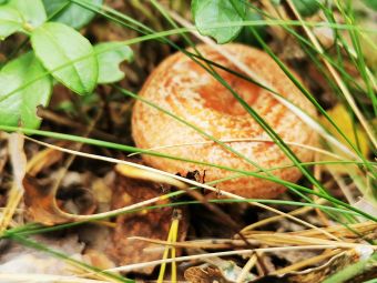 Волнушка (Рыбалка с 14 по 19 сентября 2020)