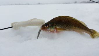 Ершик на блесну, открытие сезона зимней рыбалки 2016