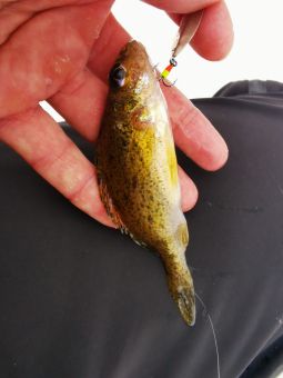 Рыбалка 2020-02-16