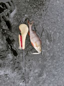 Рыбалка 30-11-2019