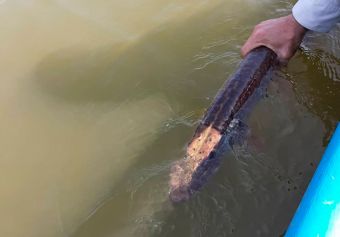 Рыбалка 2018-08-31