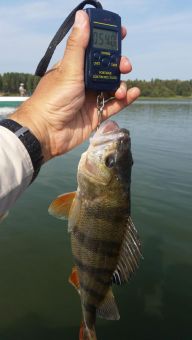 Рыбалка 1-2 сентября 2018 окунек на 54 грамма