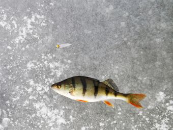 Рыбалка 2020-02-16