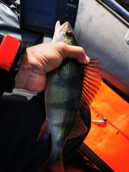 Окунек (Рыбалка с 14 по 19 сентября 2020)