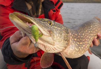 Поповцев и щука на 593 грамма с дюймовой савамурой