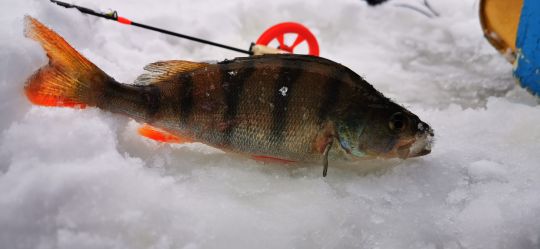 Первая рыбалка 2021