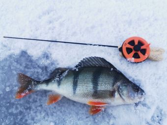 Рыбалка 2020-02-16