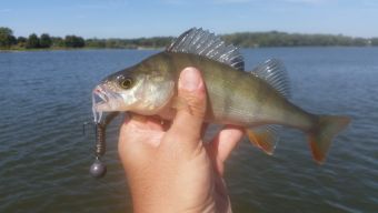 Рыбалка 11-08-2108 окунь 34 грамма