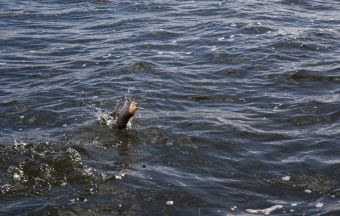 Шнур на выгуле