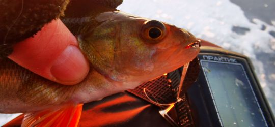 Рыбалка 12.12.2020 окунек