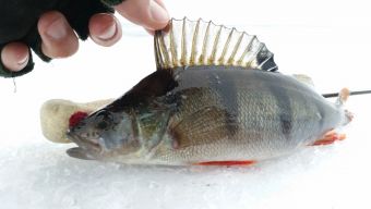 Ладога и окунек