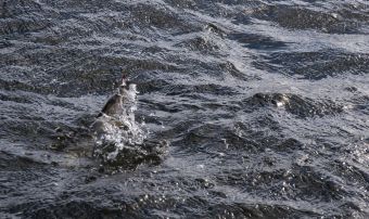 Шнур на выгуле