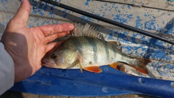 Рыбалка 1-2 сентября 2018 окунек