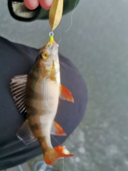 Рыбалка 30-11-2019