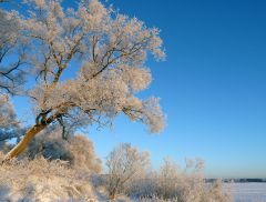 Засвнеженное дерево