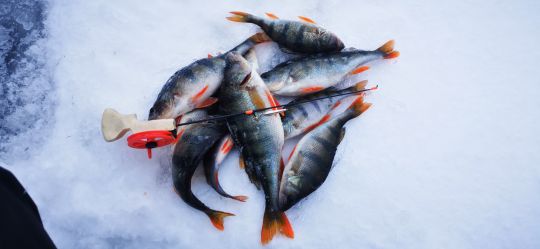 Рыбалка 26.12.2020